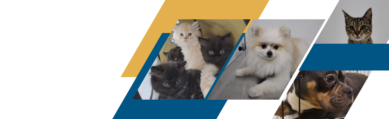 Slayt 2, Monavet Veterinerlik