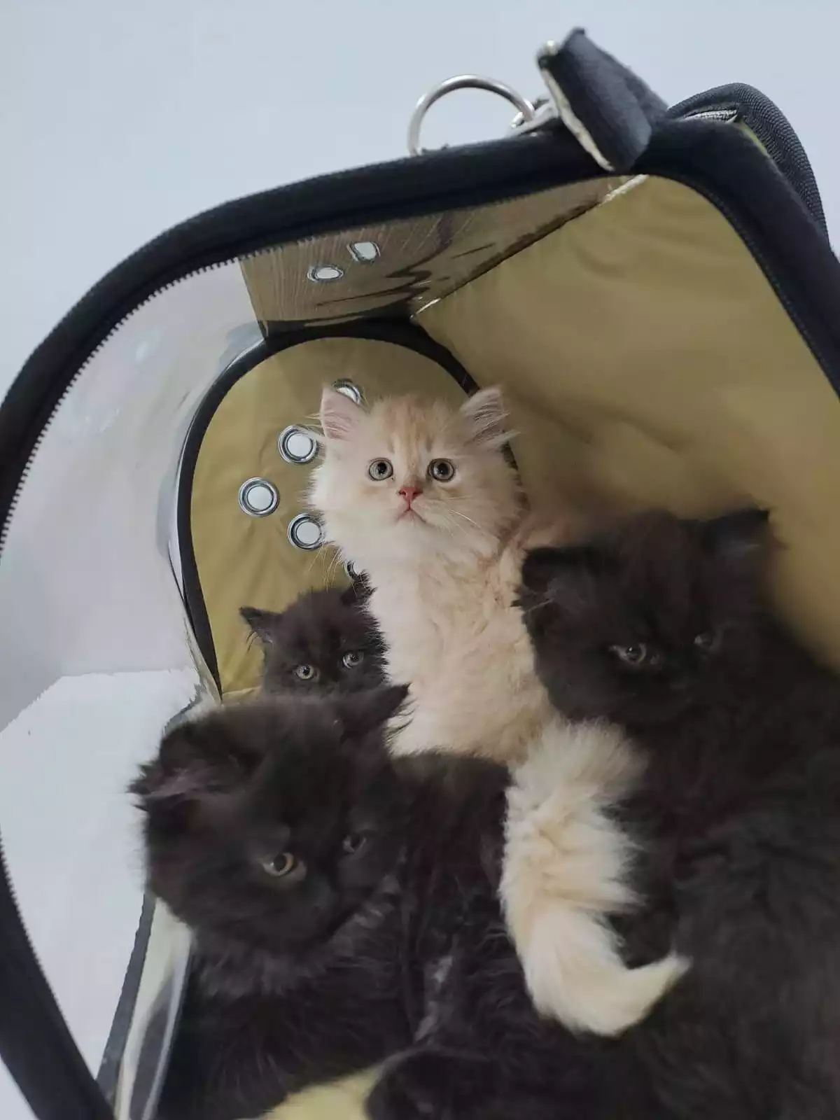 Gaziosmanpasa Veteriner 1 1, Monavet Veterinerlik