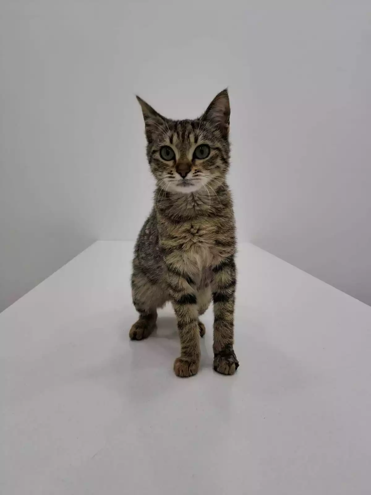 Gaziosmanpasa Veteriner 10, Monavet Veterinerlik