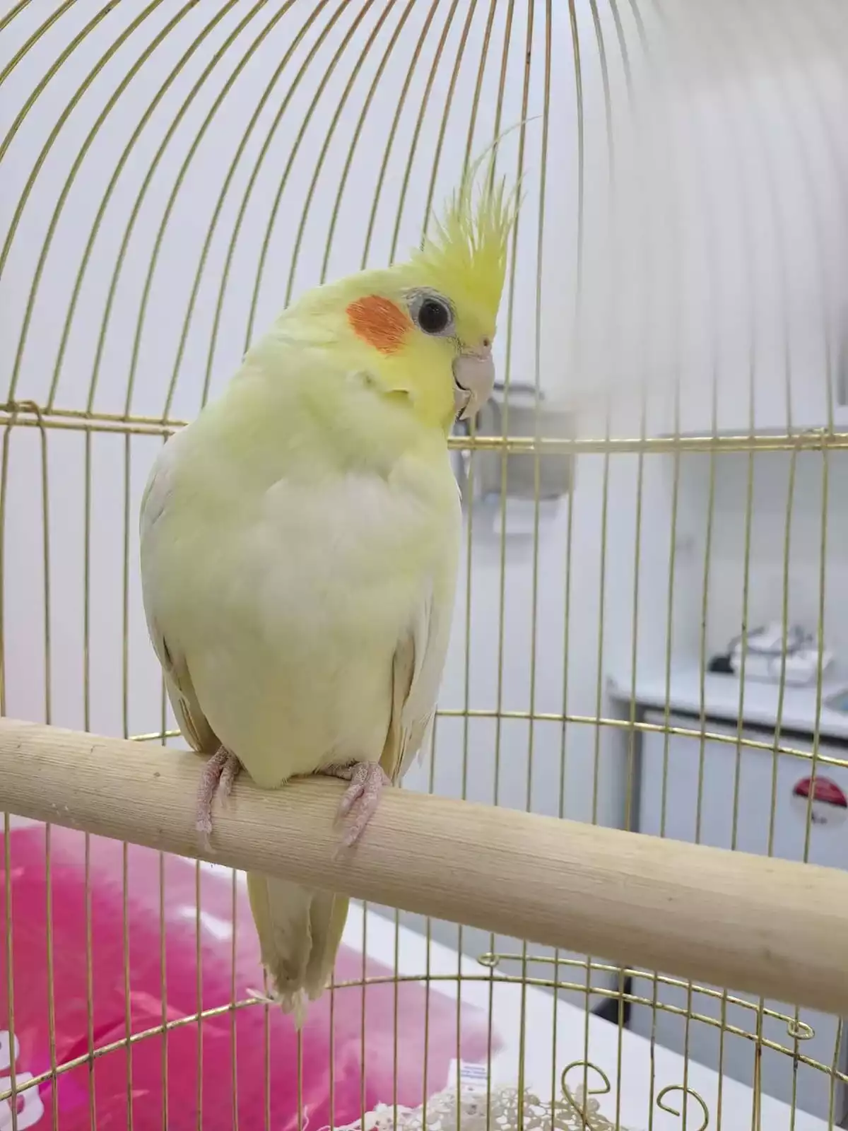 Gaziosmanpasa Veteriner 11, Monavet Veterinerlik