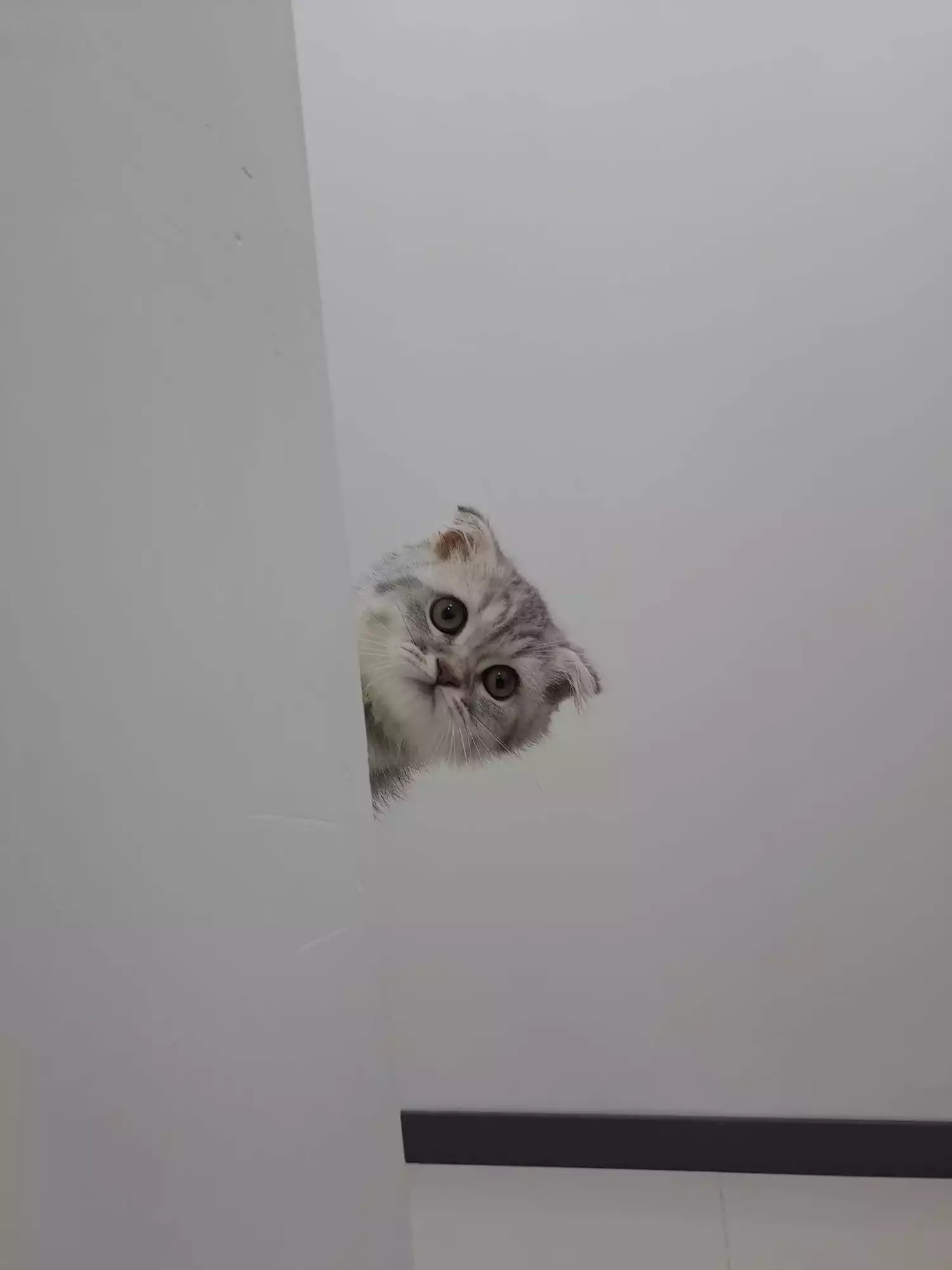 Gaziosmanpasa Veteriner 12, Monavet Veterinerlik