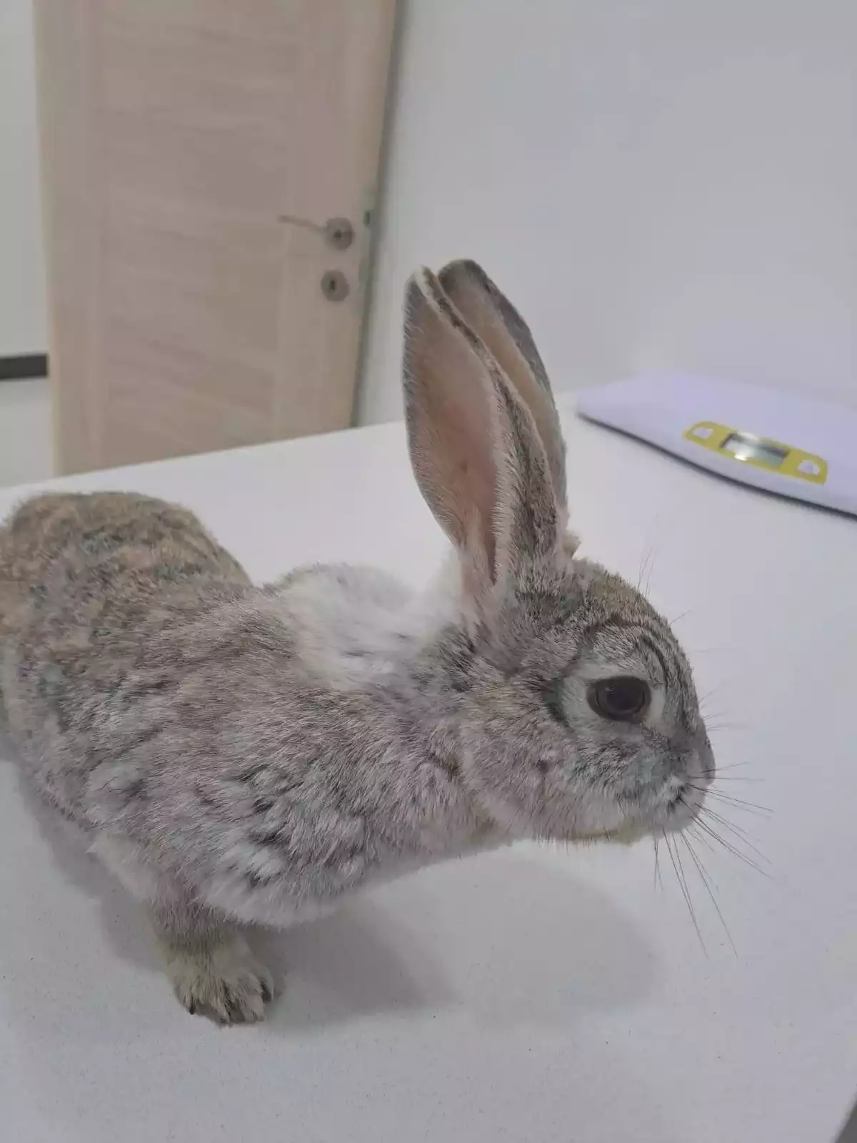 Gaziosmanpasa Veteriner 13, Monavet Veterinerlik