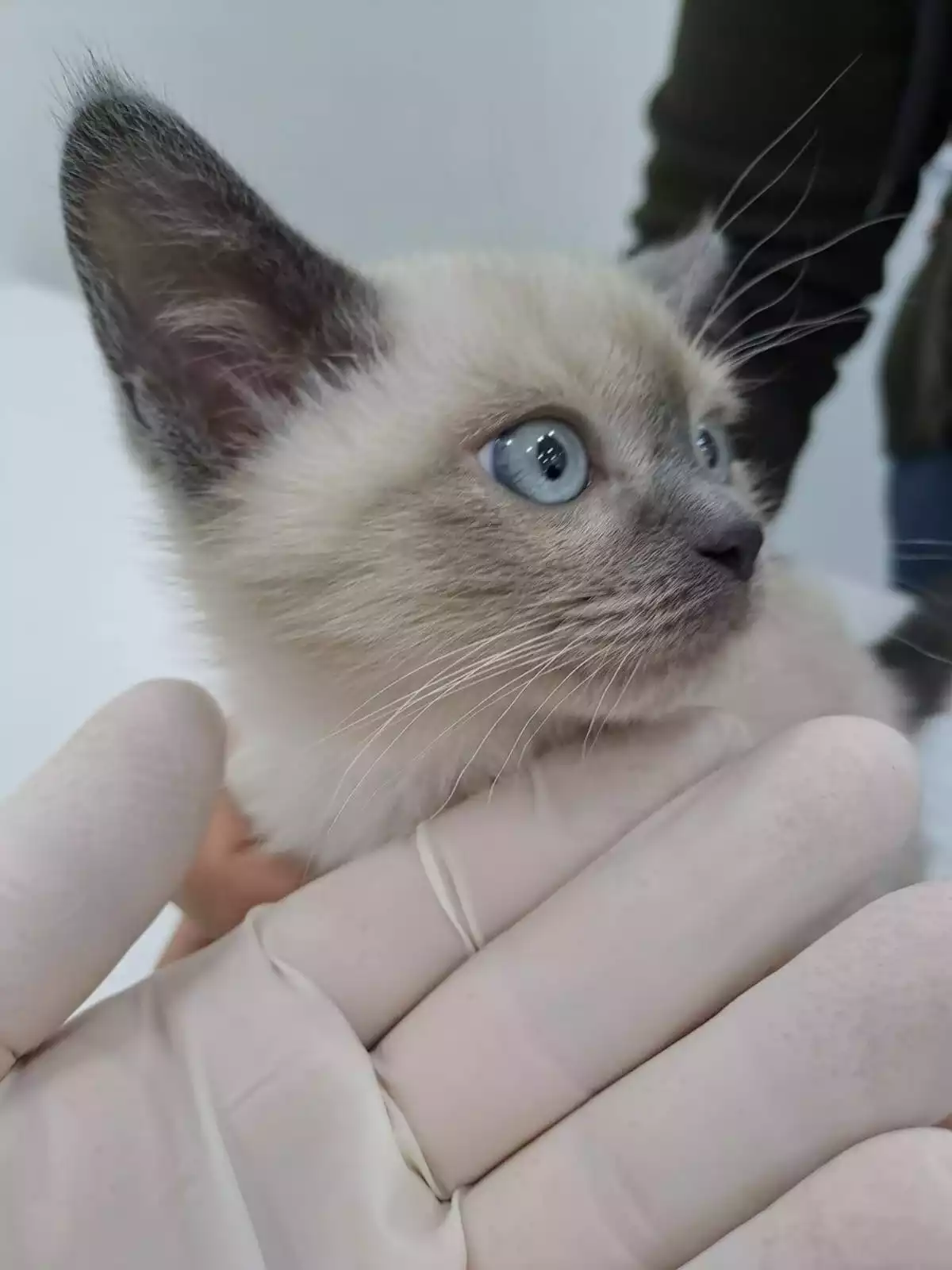 Gaziosmanpasa Veteriner 14, Monavet Veterinerlik