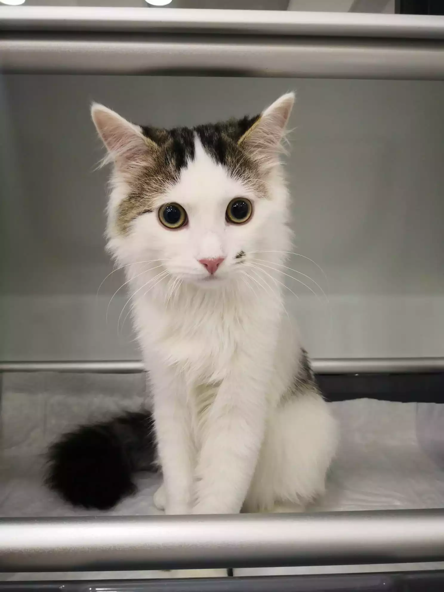 Gaziosmanpasa Veteriner 15, Monavet Veterinerlik