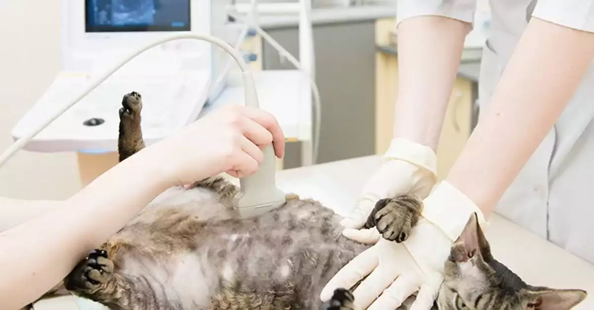 Gaziosmanpasa Veteriner 20, Monavet Veterinerlik