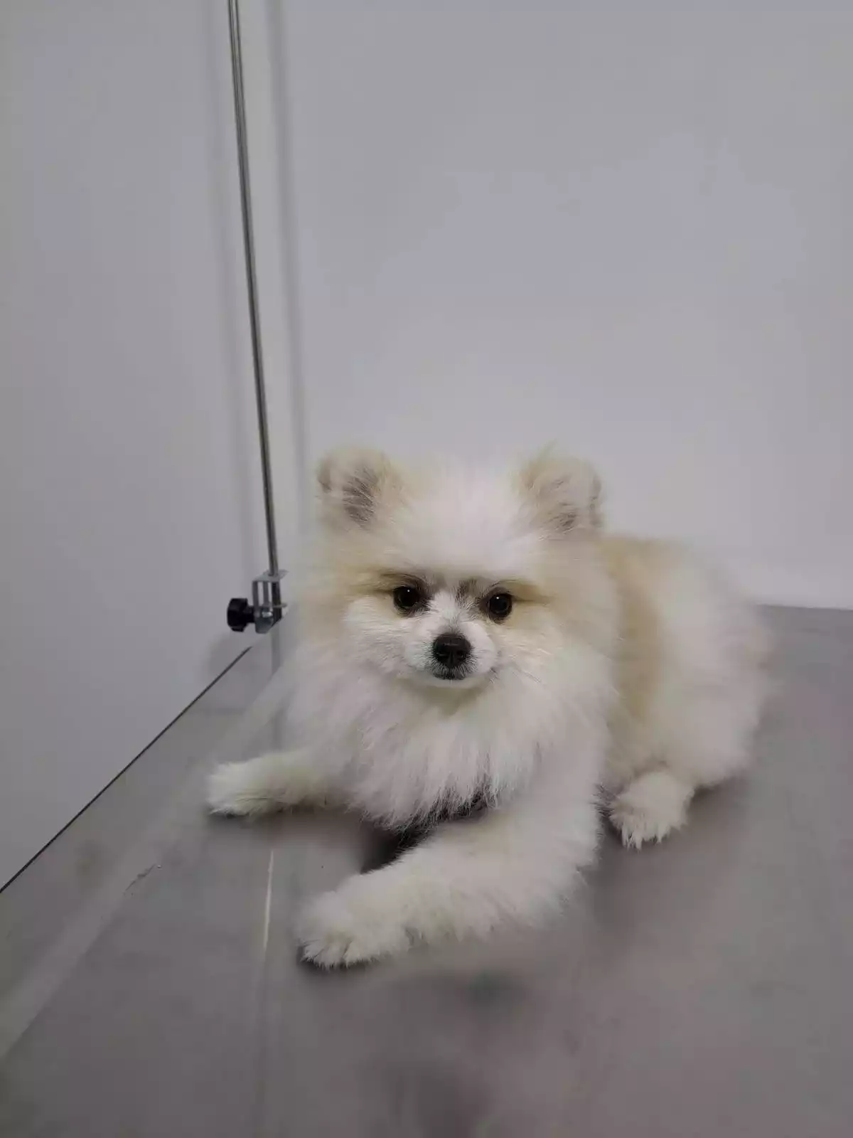 Gaziosmanpasa Veteriner 3 1, Monavet Veterinerlik