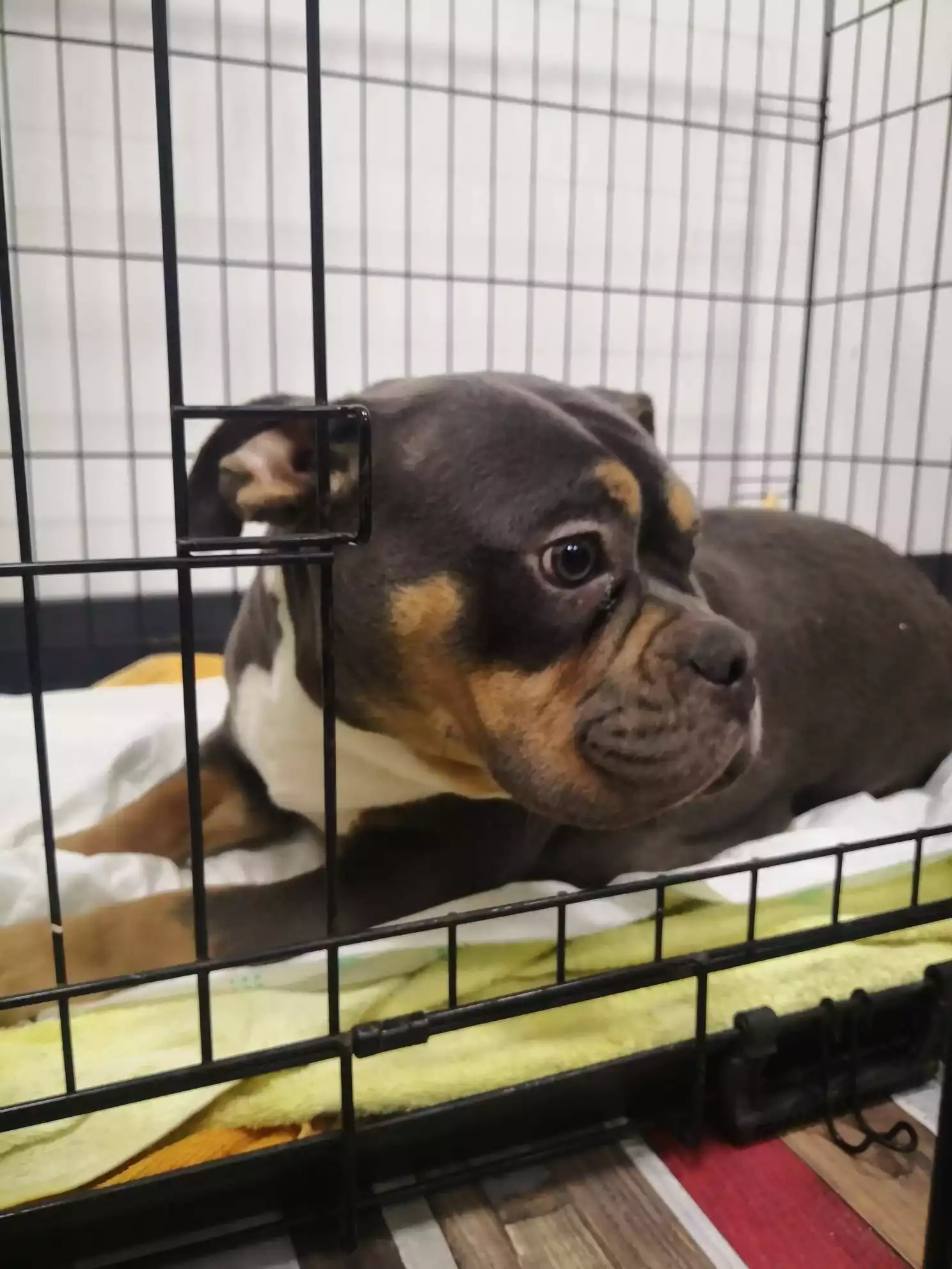 Gaziosmanpasa Veteriner 6, Monavet Veterinerlik