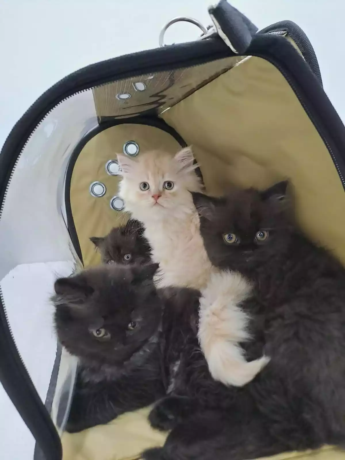 Gaziosmanpasa Veteriner 8, Monavet Veterinerlik