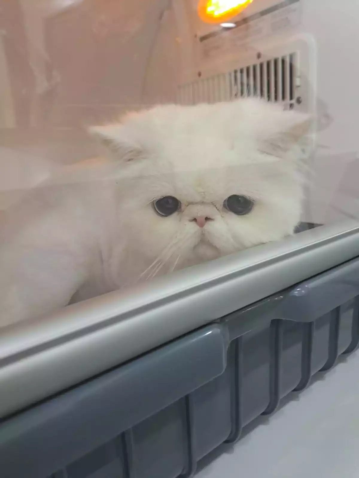 Gaziosmanpasa Veteriner 9, Monavet Veterinerlik